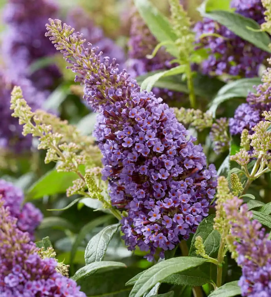 Violet Buddleia flower seeds