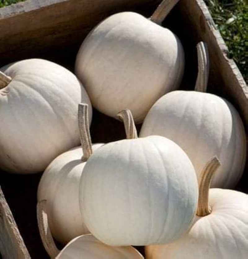 White Pumpkin Seeds for Planting – Heirloom Non-GMO Garden Seeds