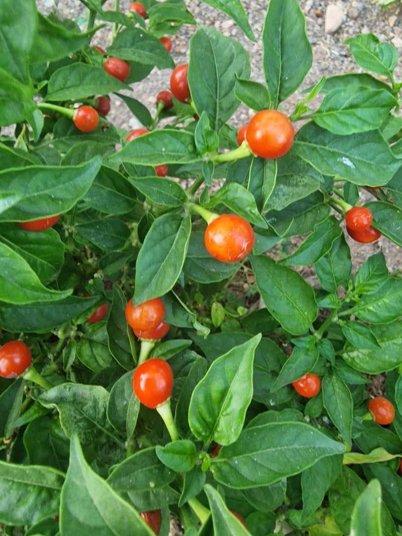 Wiri Wiri Pepper Seeds for Planting – Heirloom Hot Pepper Seeds