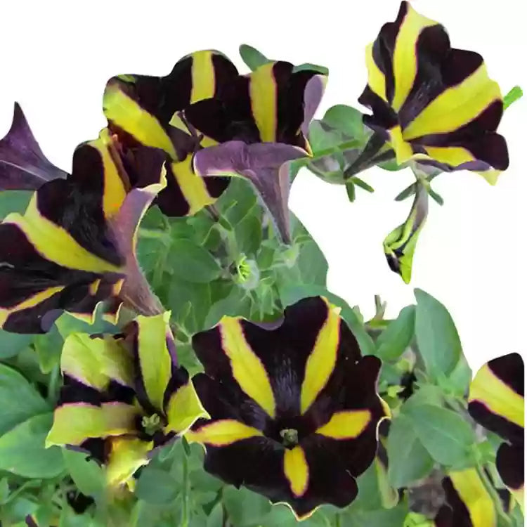 Yellow Black flower seeds