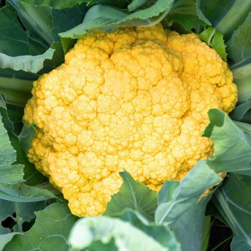 Yellow Cauliflower Seeds for Planting – Heirloom Non-GMO Garden Seeds