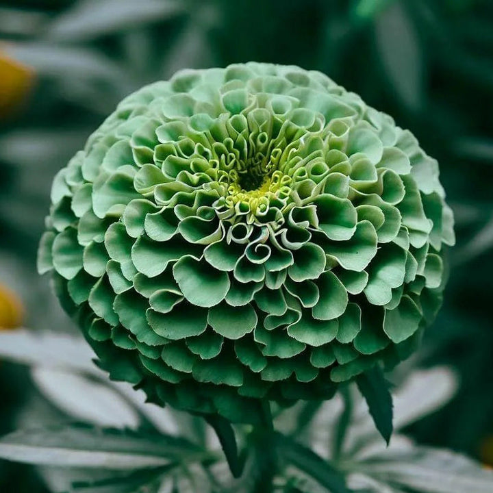 Green Zinnia flower seeds