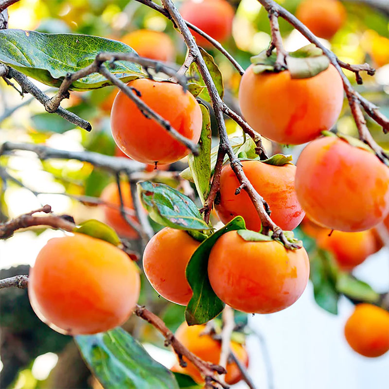 North American Persimmon Fruit Seeds for Planting – Heirloom Non-GMO Garden Seeds