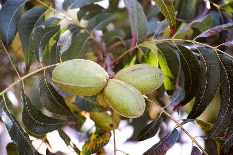 Northern Pecan Tree Seeds for Planting – Heirloom Non-GMO Garden Seeds
