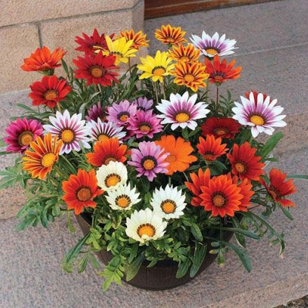 Multicolor Gazania flower seeds