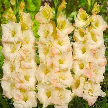 Cream Gladiolus flower seeds