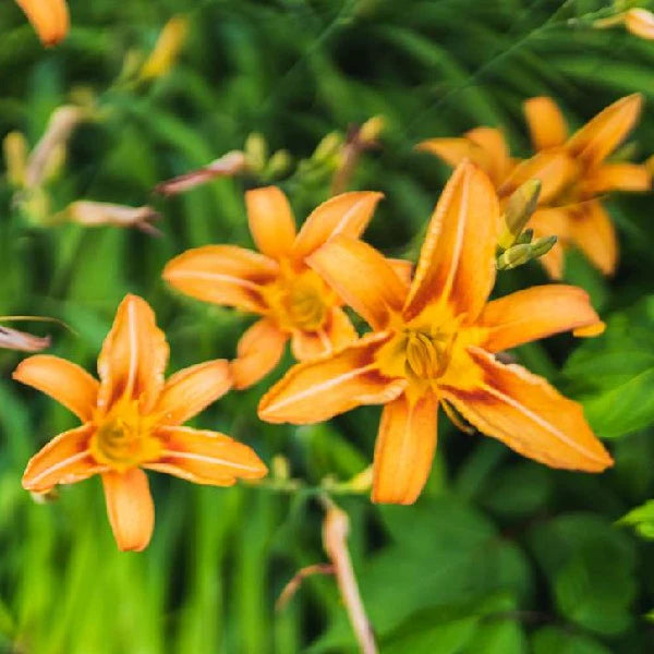 Orange Hemerocallis flower seeds