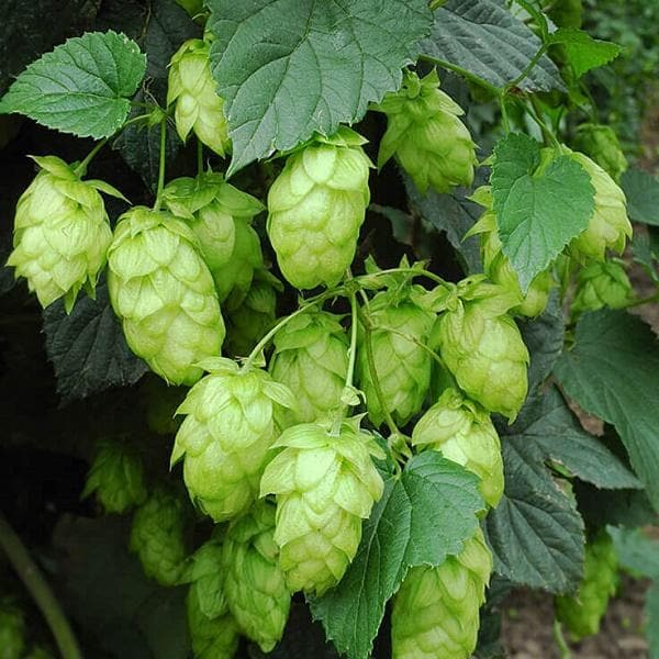 Green Hop flower seeds
