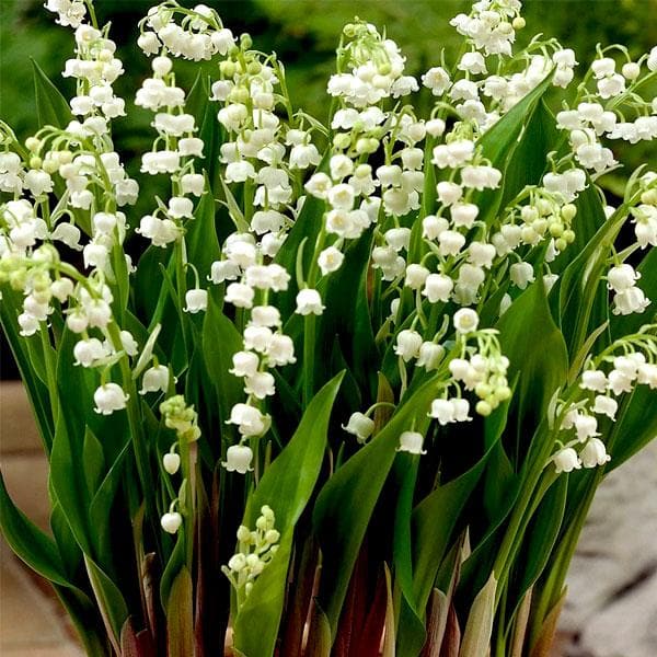 White Lily flower seeds