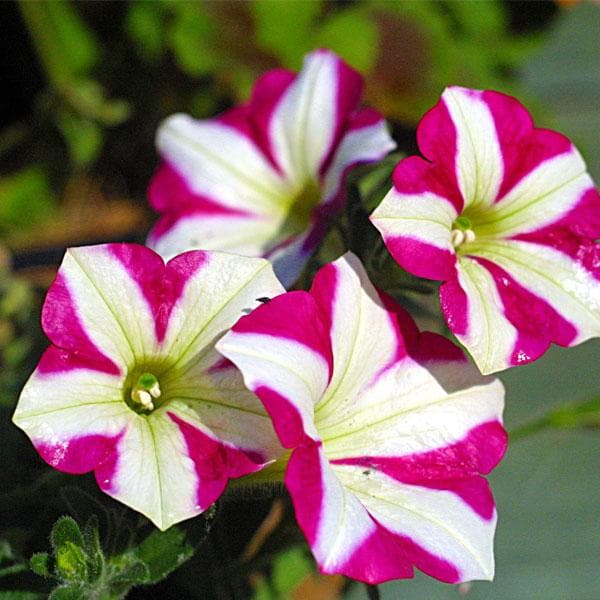 Petunia Pink flower seeds