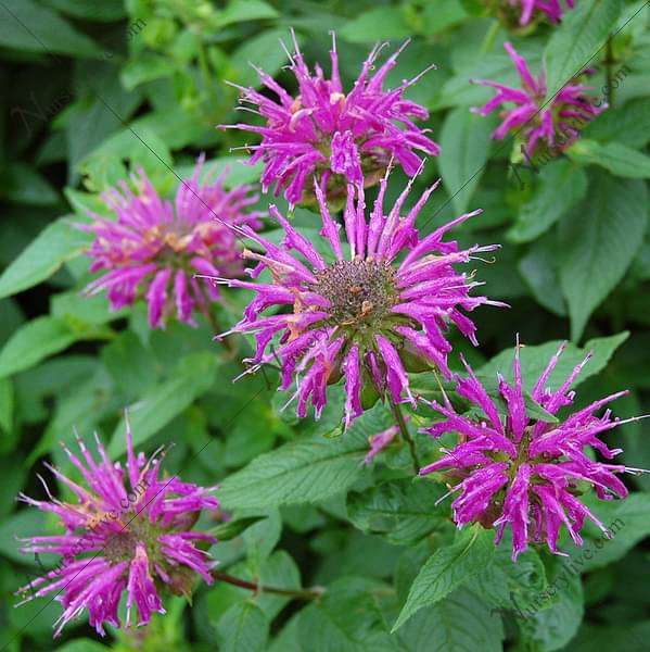 Lemon Bergamot plant