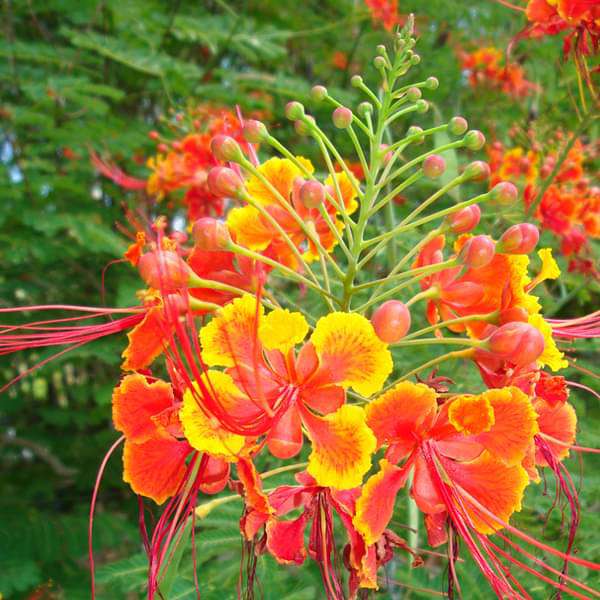 Caesalpinia flower seeds