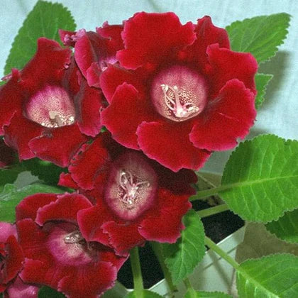 Red Brazilian flower seeds