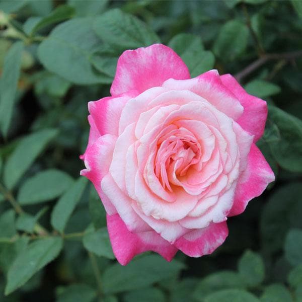 Pink and White Rose Flower Seeds for Planting – Heirloom Non-GMO Garden Seeds
