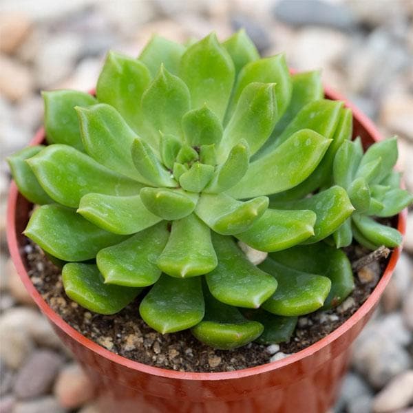 Semillas de Flores Flower Seeds for Planting – Heirloom Non-GMO Garden Seeds