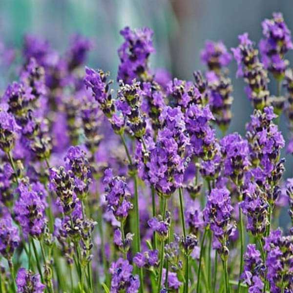 Lavender Abelia flower seeds