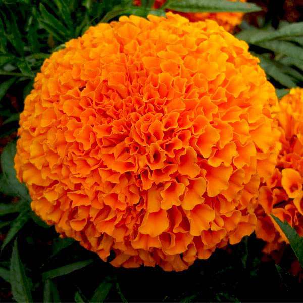 Orange Marigold flower seeds