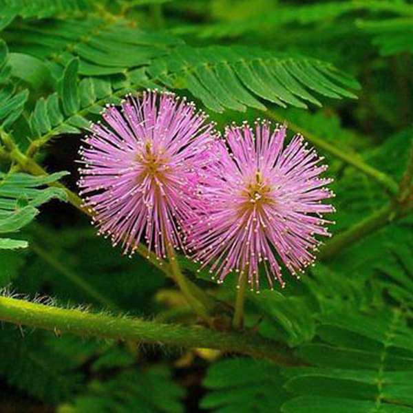 Purple Mimosa flower seeds