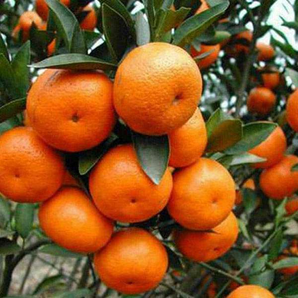 Orange Fruit Seeds for Planting – Heirloom Non-GMO Garden Seeds