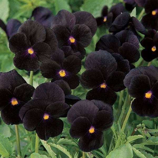 Black Mix Pansy plant