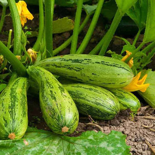 Mixed Squash Seeds