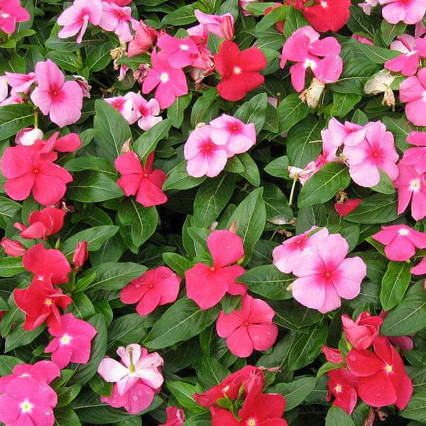 Periwinkle flower seeds