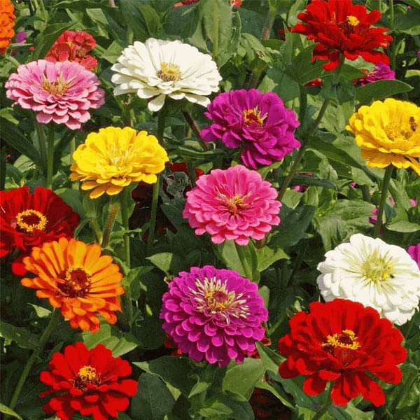 Mixed Zinnia Flower Seeds for Planting – Heirloom Non-GMO Garden Seeds