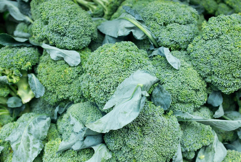 Broccoli Seeds for Planting – Heirloom Non-GMO Garden Seeds