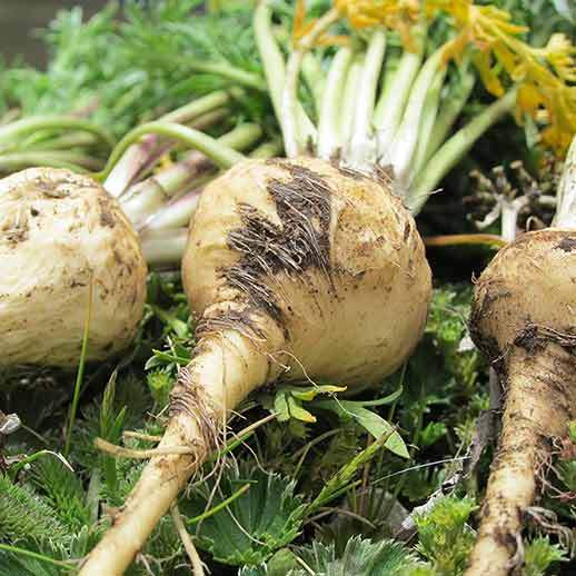 Maca Seeds
