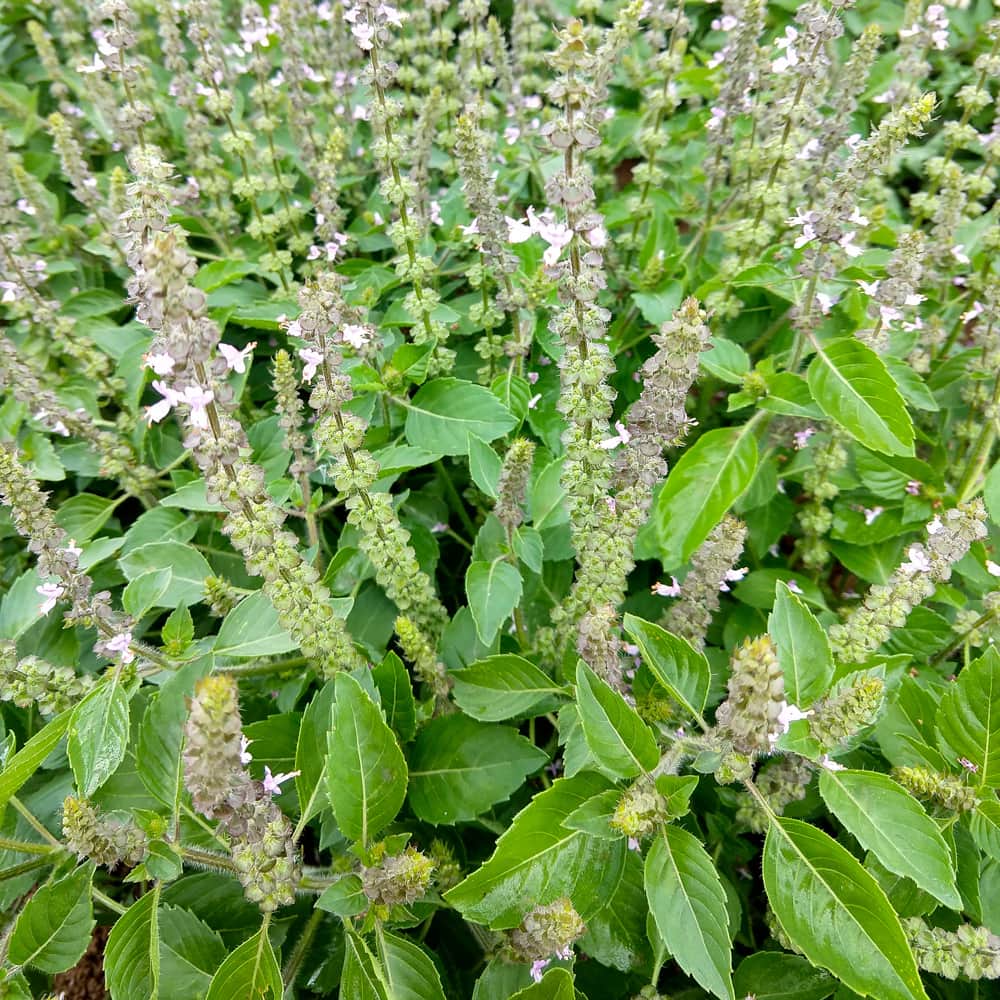 Holy Basil Plant Seeds for Planting with green foliage and flowering Tulsi plant