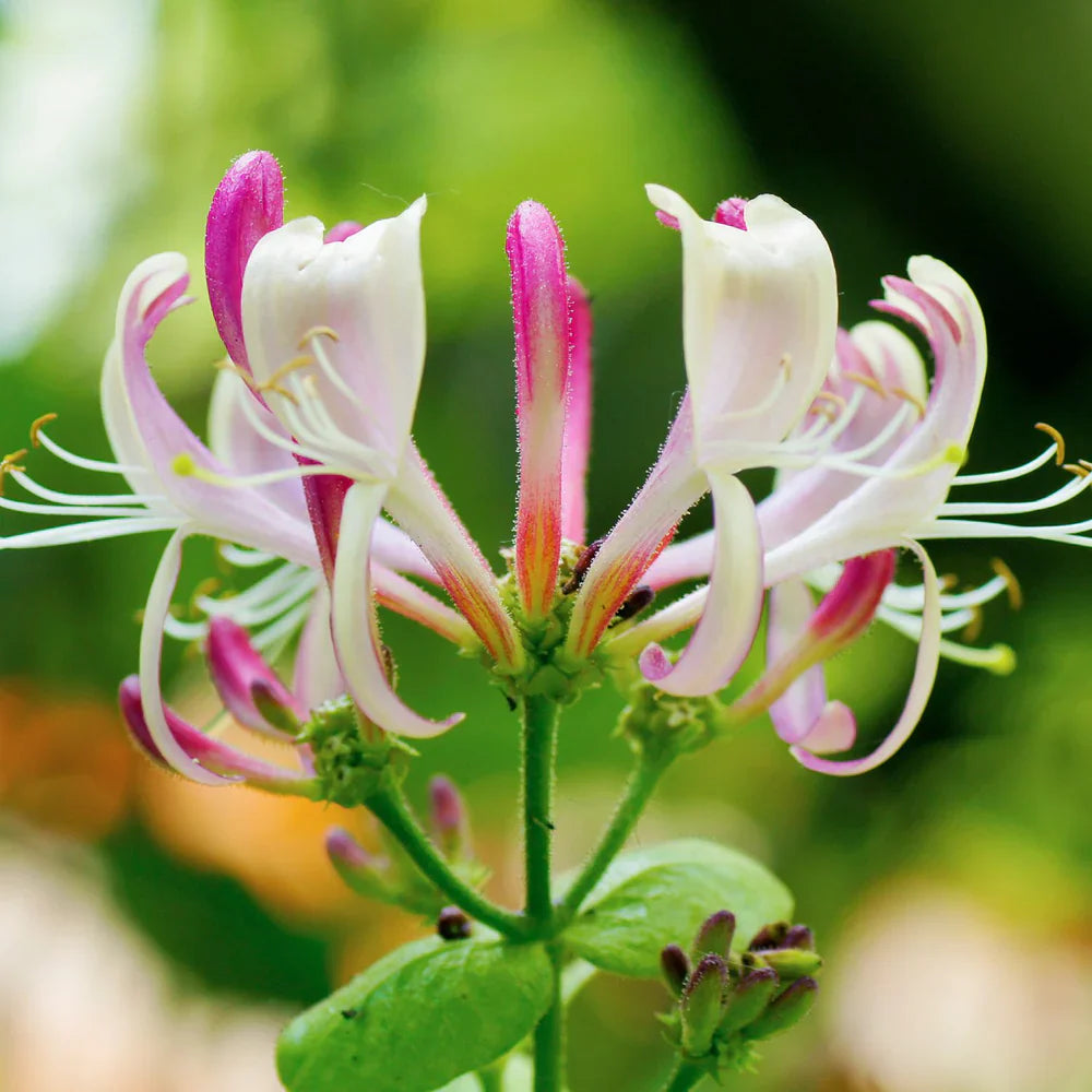 Lonicera flower seeds