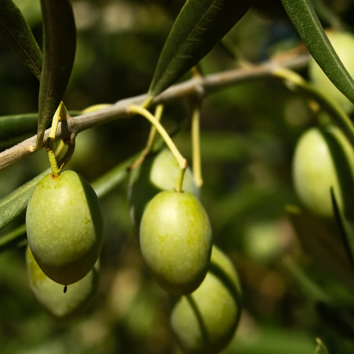 Olive Tree seeds for planting – heirloom Non-GMO evergreen garden variety