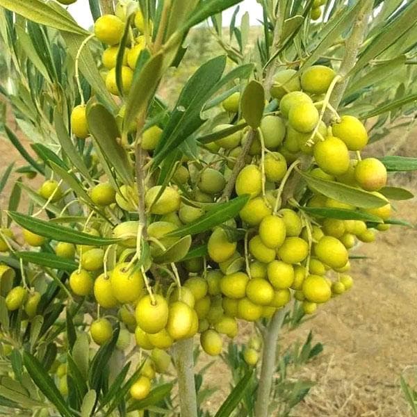 Olive Tree seeds for planting – heirloom Non-GMO evergreen garden variety