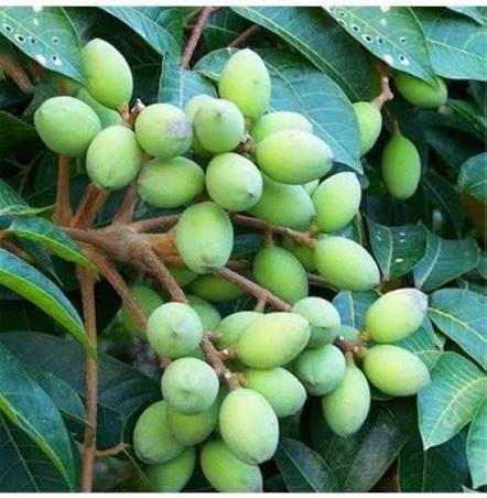 Olive Tree seeds for planting – heirloom Non-GMO evergreen garden variety