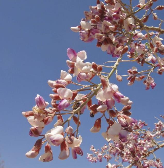 Desert Ironwood flower seeds