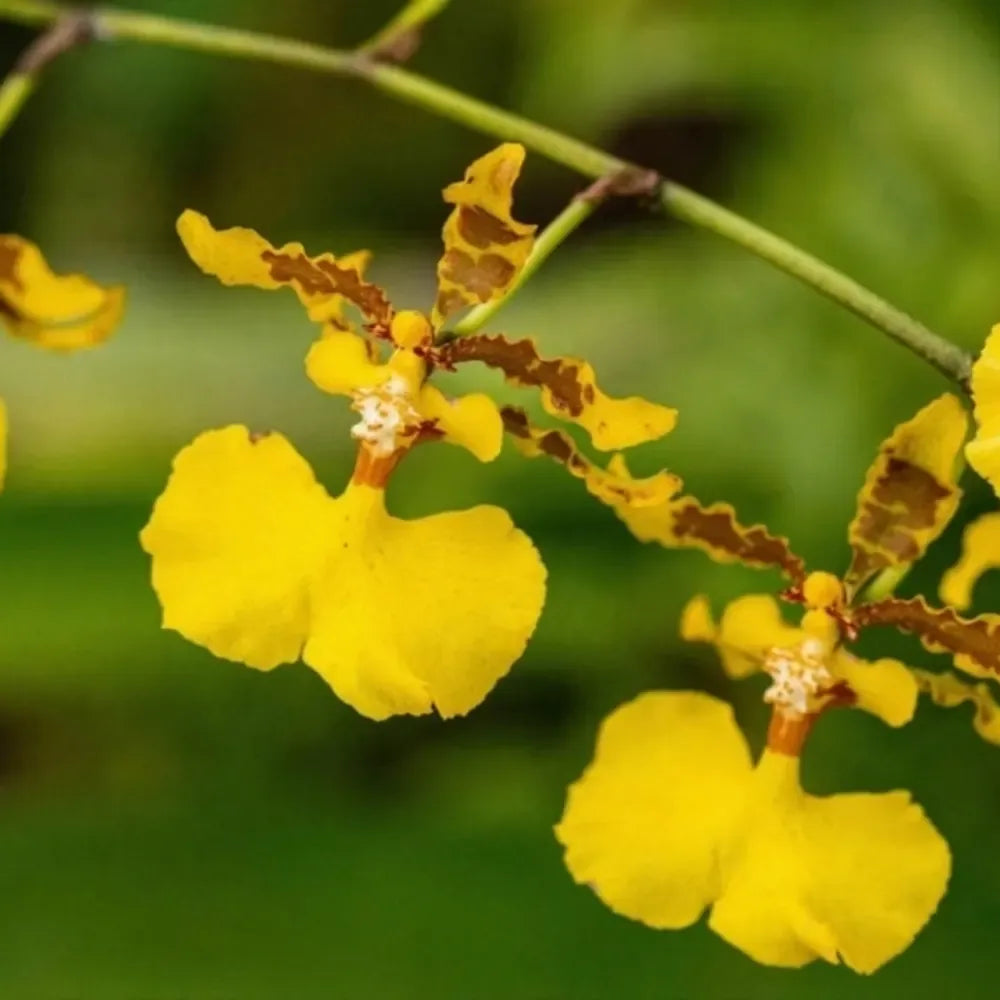 Oncidium Orchid flower seeds