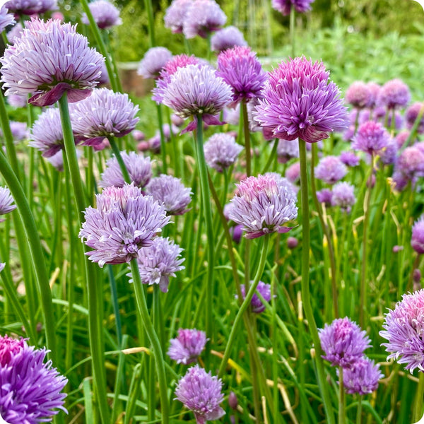 Onion Chives Herb Seeds for Planting – Heirloom Non-GMO Garden Seeds