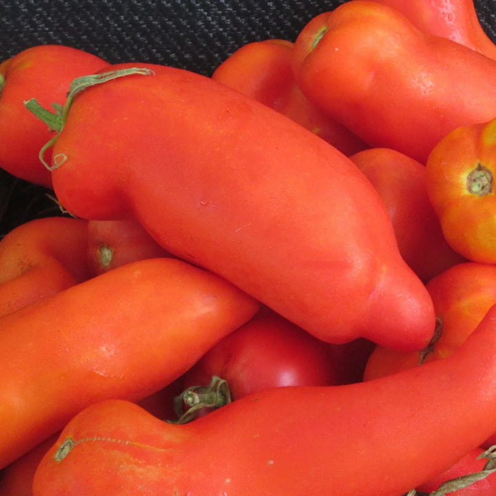 Opalka Tomato Seeds