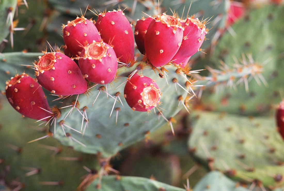 Pink Opuntia Cactus Seeds for Planting – Heirloom Non-GMO Garden Seeds