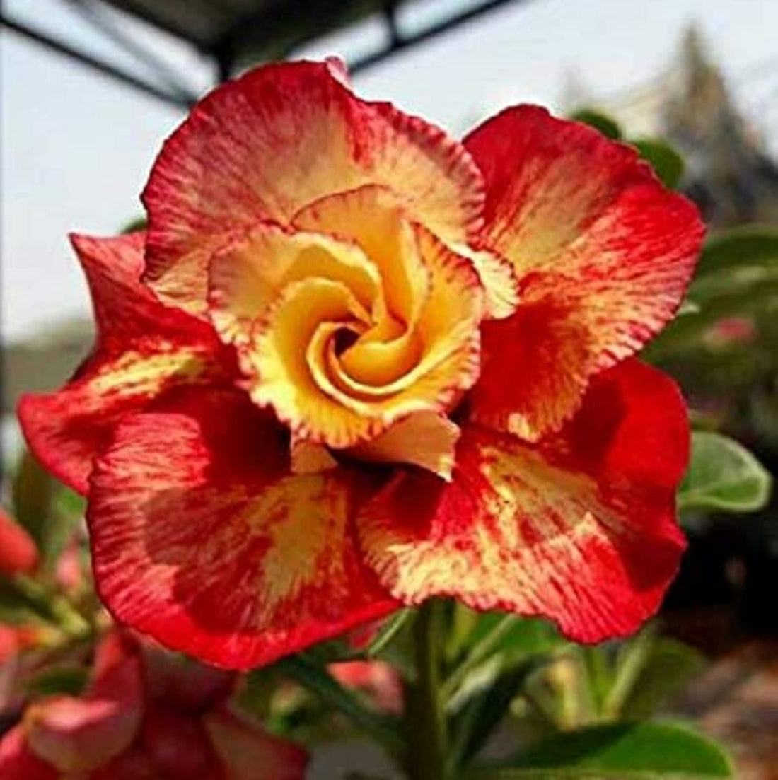 Orange Adenium flower seeds