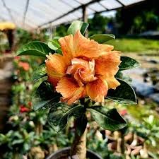 Orange Adenium Flowers in Warm Climate