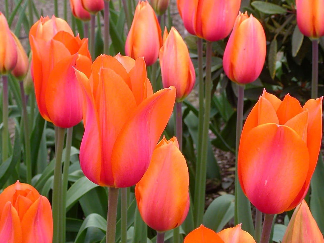 Orange Pink flower seeds