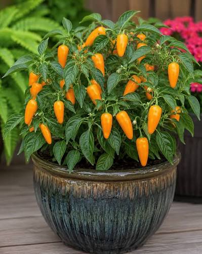 Jalapeno Orange chilli pepper seeds for planting with mature orange peppers