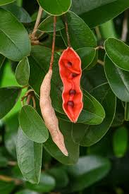 Orange Cynophallophora Fruit Seeds for Planting with Distinctive Orange Fruit