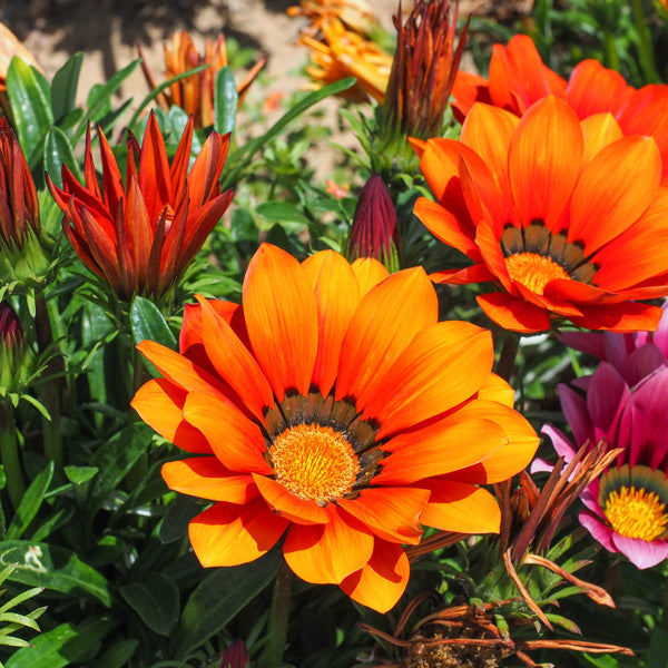 Orange Gazania flower seeds