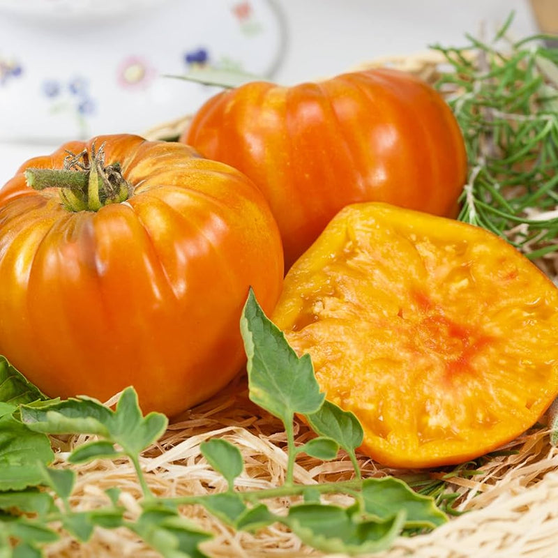 Amana Orange Tomato Seeds for Planting – Heirloom Non-GMO Garden Seeds