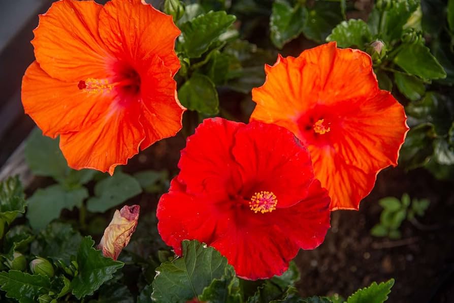 Orange Hibiscus flower seeds