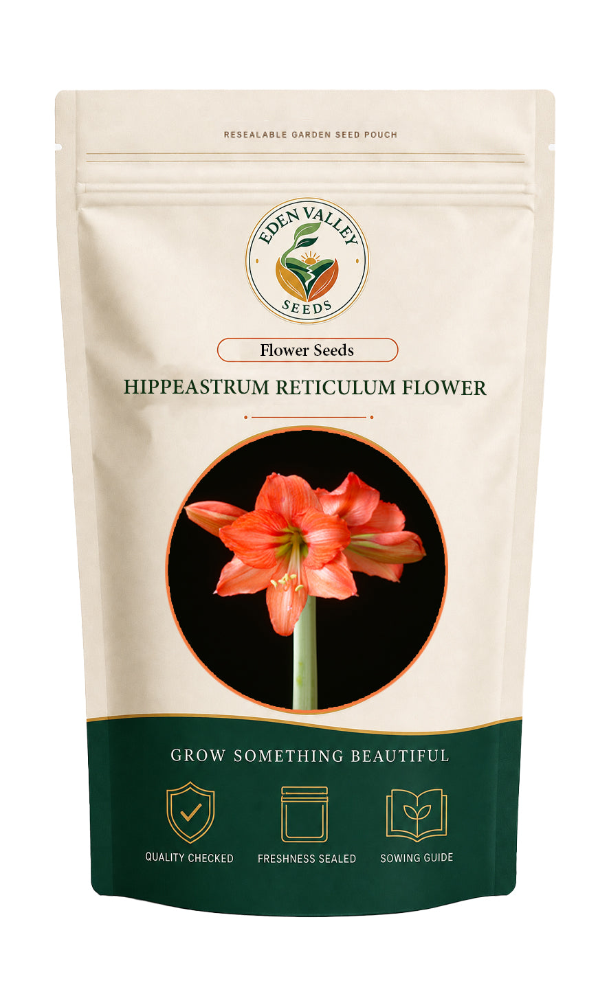 Orange Hippeastrum Rutilum Flower Seeds for planting