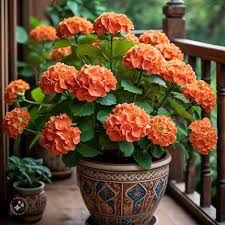 Orange Hydrangea Flower Seeds for Planting