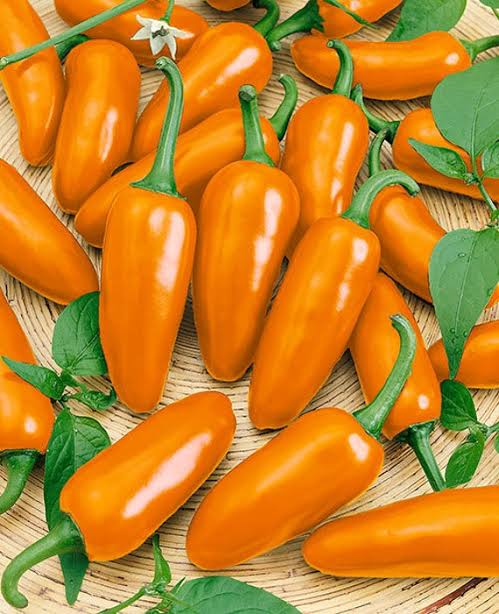 Jalapeno Orange chilli pepper seeds for planting with mature orange peppers